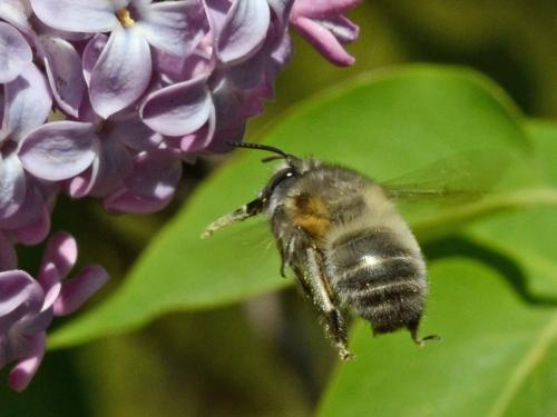 Anthophora sp.